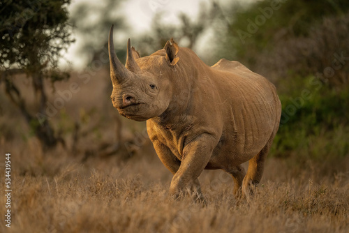 Black rhino walks through clearing eyeing camera