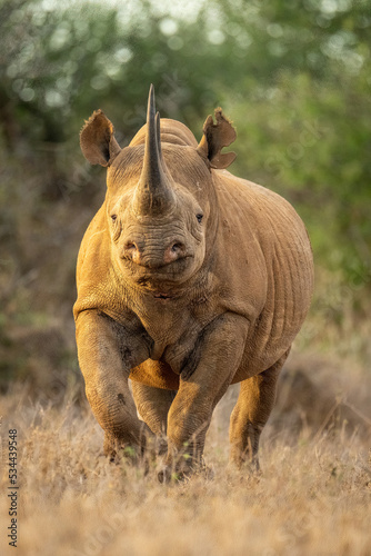 Black rhino walks towards camera in clearing