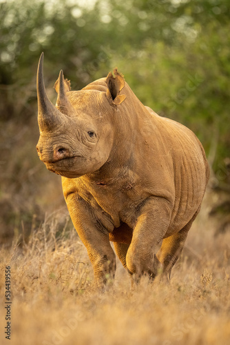 Black rhino walks through grass eyeing camera