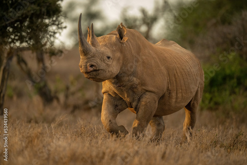 Fotografia Black rhino walks to camera in clearing