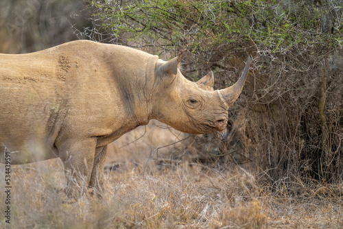 Close-up of black rhino standing near bush