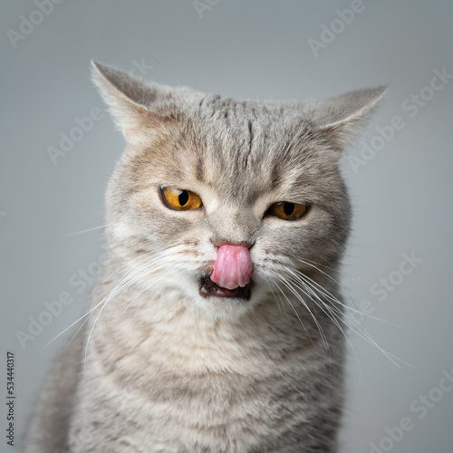 Cat licking © Anton Maltsev