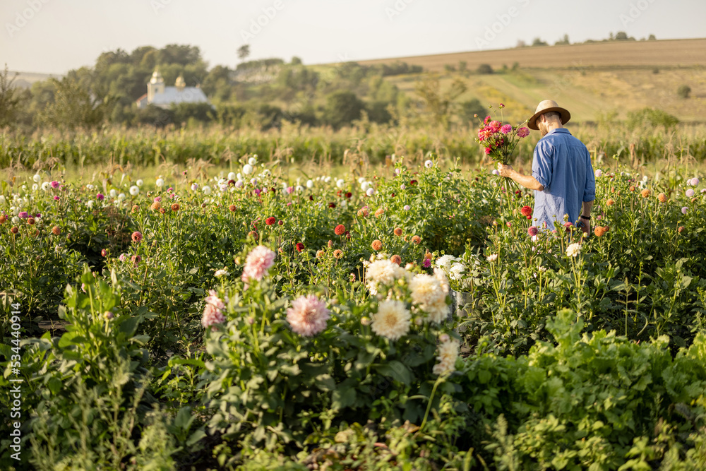 Farmer walks with freshly picked up dahlia flowers on flower farm on field on sunset. Beautiful rural landscape