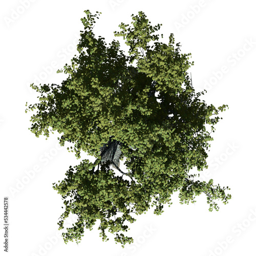 Red Oak Tree – Top View photo