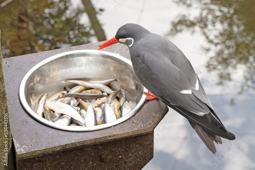 Healthy Inca Tern eating fish from a metal bowl photo