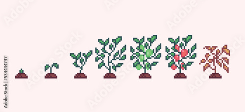 Bell pepper plant growth progress pixel art. Sapling germination stages 8 bit sprite. Game development, mobile app.  Isolated vector illustration.