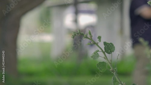 A focused shot of a single leaf plant. photo
