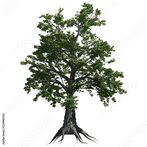 Sassafras Tree – Front View photo