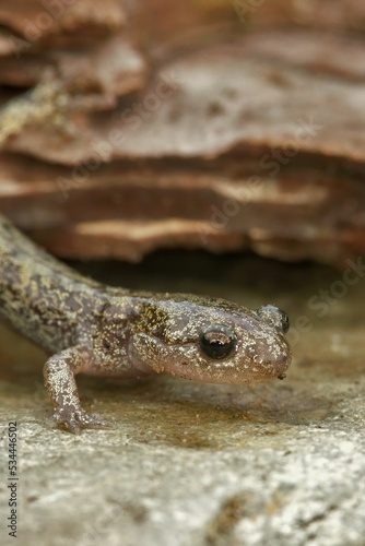 Fotografija Closeup on a brassy colored juvenile Japanese Hokkaido salamander, Hynobius reta