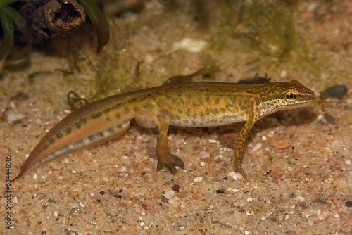Closeup on a male European Common palmate newt Lissotriton helveticus in breeding colors photo