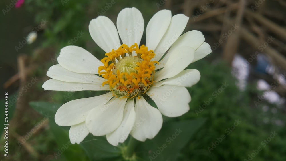 Fototapeta premium Photo of nature flower white daisy purple pink Stock photo of nature plant white daisy flower