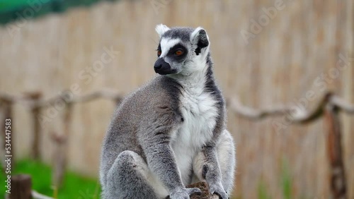 ring-tailed lemur on a blurred background