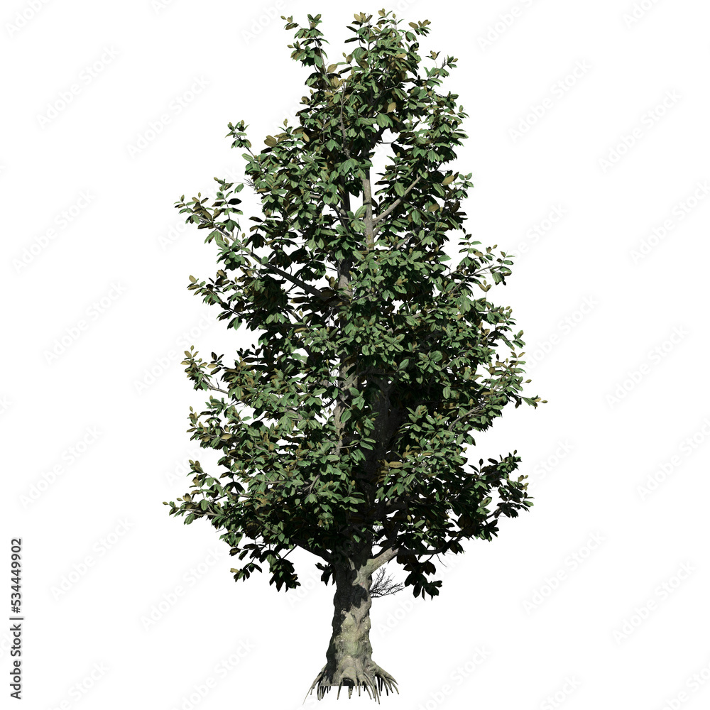 Fototapeta premium Southern Magnolia Tree – Front View