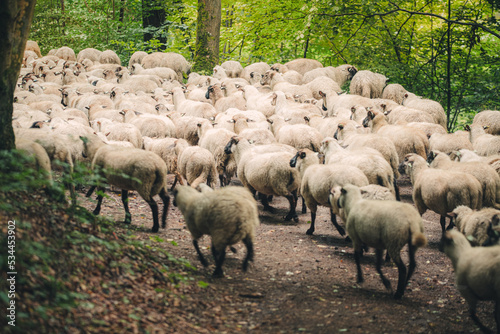 flock of sheep grazing in the woods