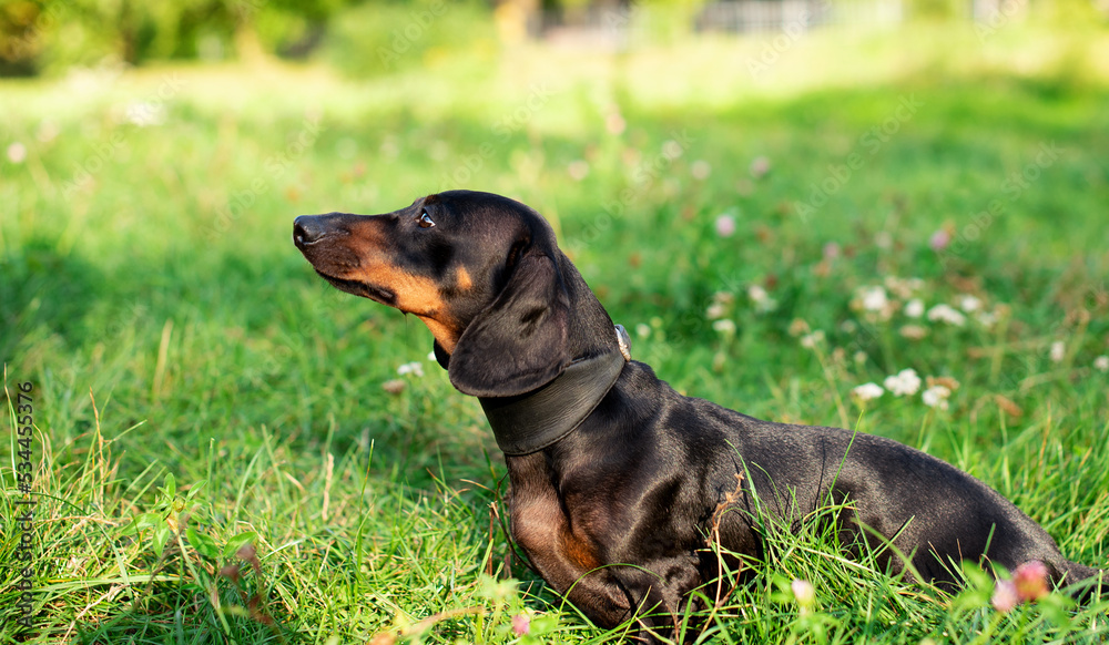 A black dwarf dachshund dog stands on a background of blurred green grass and trees. A beautiful dog has a collar around its neck. She looks away. The photo is blurred