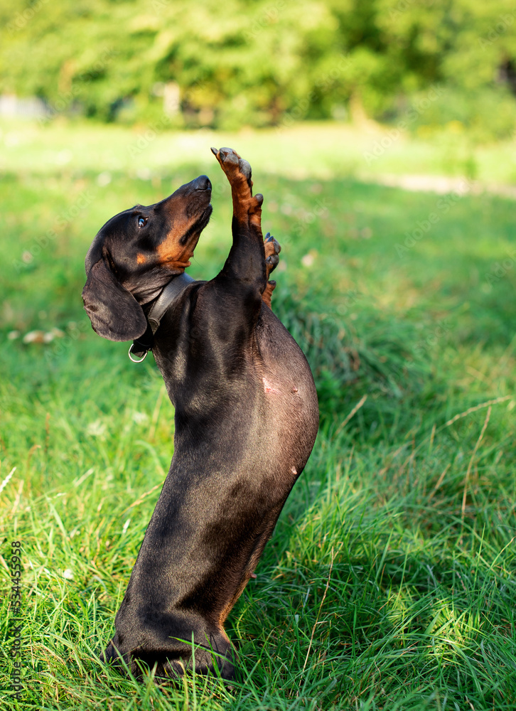 A black dwarf dachshund stands on its hind legs and looks up. The dog is being trained by the master against the background of blurred green grass and trees. The photo is blurred