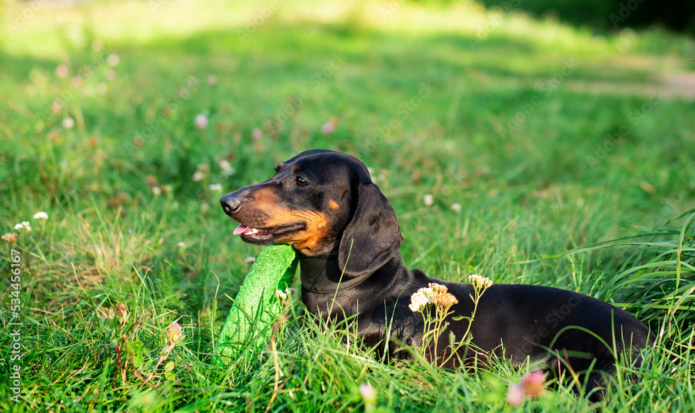 A dog of the dwarf dachshund breed is black in color. The dog lies on the background of blurred green grass with a toy. The photo is blurred