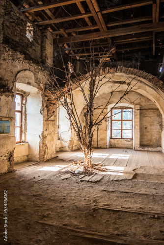 SEPTEMBER 9, 2022 Internal premises. Tree in the middle of an old castle room. Chinadiyev Castle (Saint Miklos) is an architectural monument of the 14-19th centuries, Chinadiyovo village,Ukraine. photo