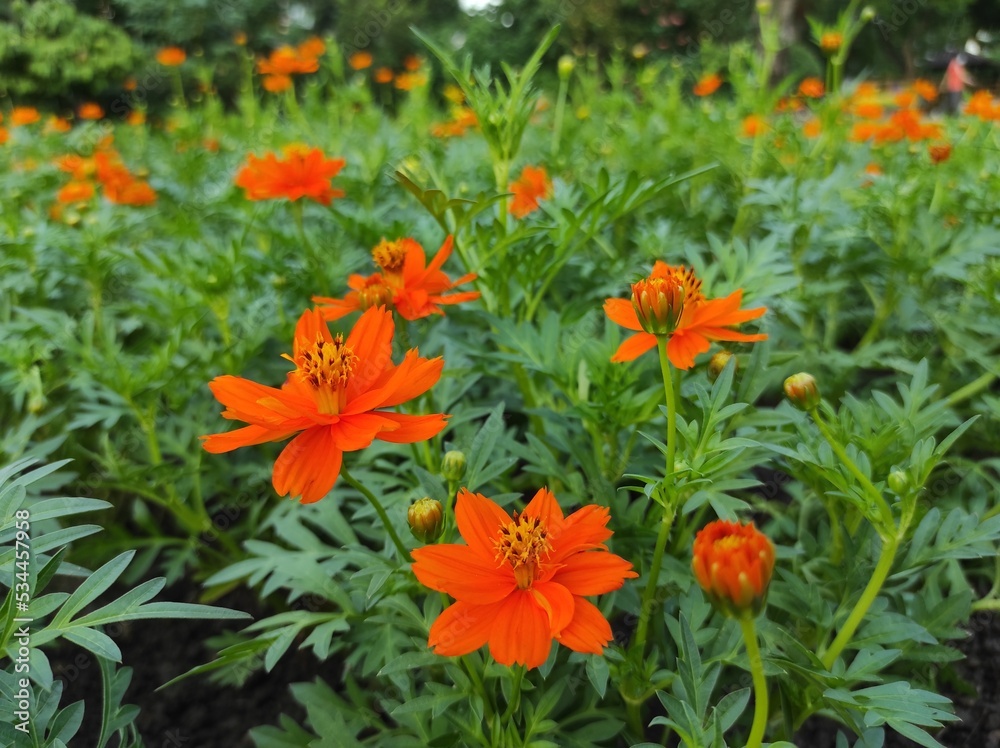 Cosmos sulphureus or sulfur kenikir blooms on a blurred background Cosmos sulphureus or sulfur kenikir blooms on a blurred background