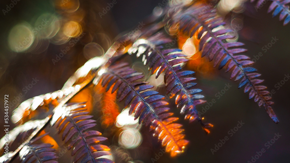 Macro de feuilles de fougère oranges, photographiées pendant le crépuscule Macro de feuilles de fougère oranges, photographiées pendant le crépuscule