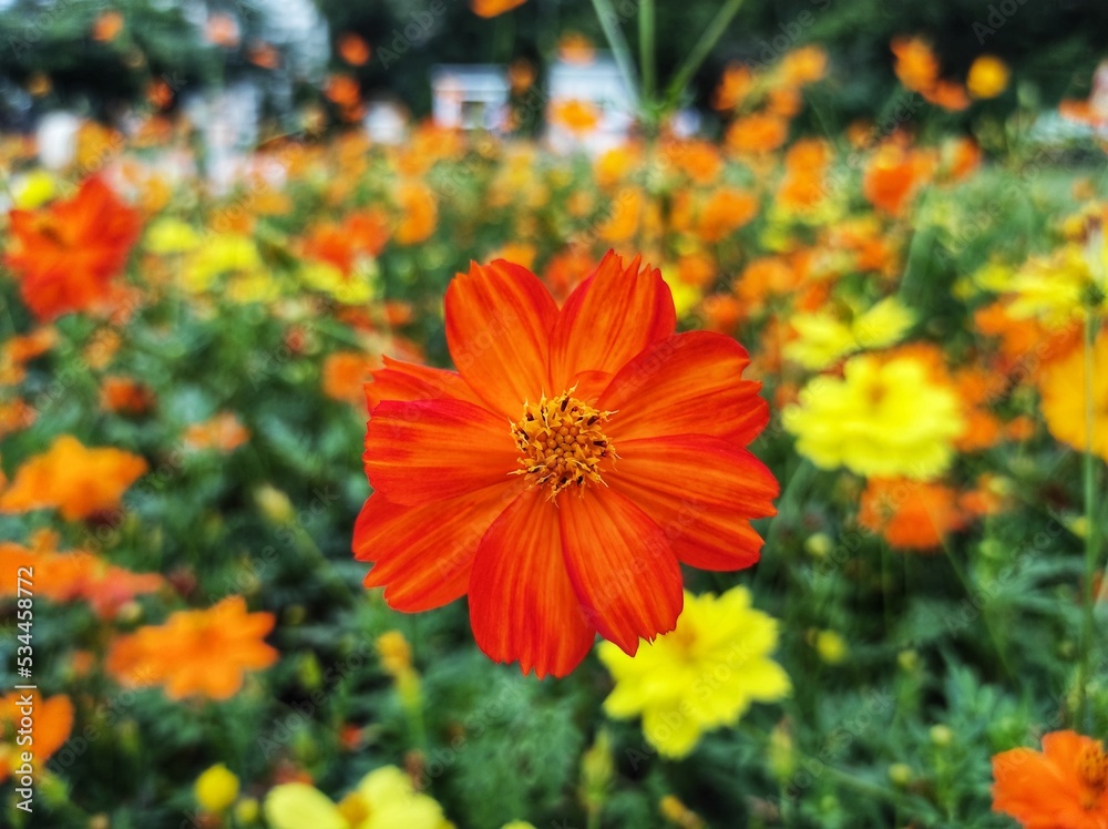 Cosmos sulphureus or sulfur kenikir blooms on a blurred background Cosmos sulphureus or sulfur kenikir blooms on a blurred background