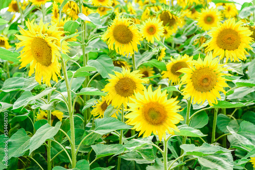 Sunflower field.Sunflowers blooming.Beautiful background. Selective focus.Close up.