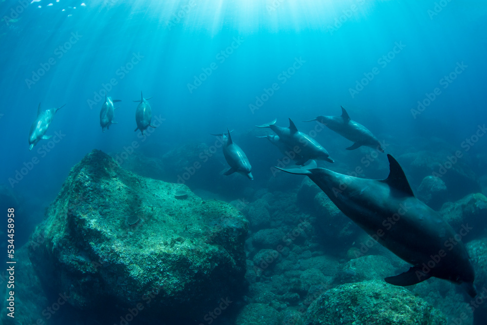 wild dolphins underwater