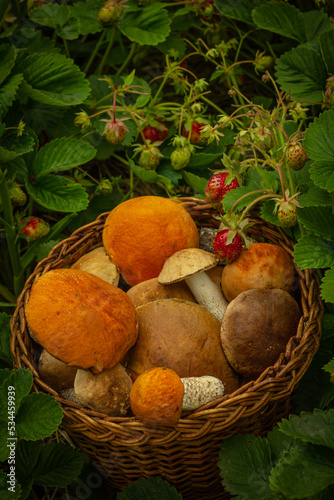 Basket with mushrooms in a strawberry meadow