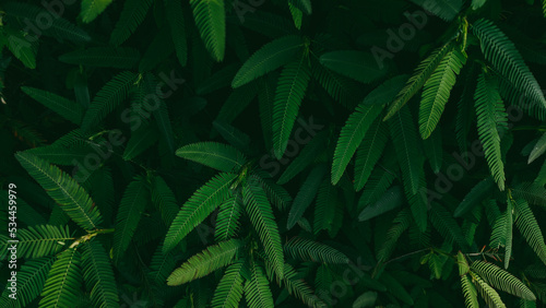 Tableau sur toile Dark green leaves nature background