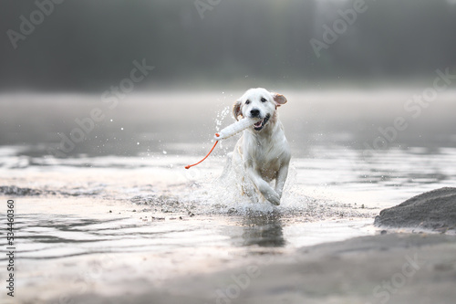 Fotografia happy wet golden retriever dog fetching a dummy on a foggy morning at the lake