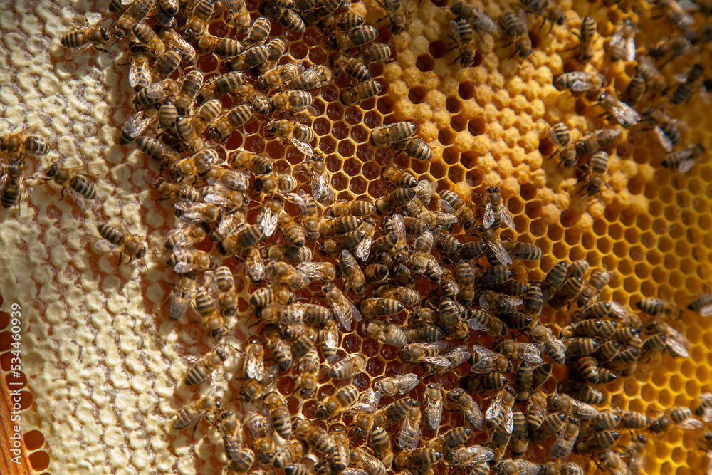Working bees in a hive on honeycomb. Bees inside hive with sealed and open cells for their young.. Working bees in a hive on honeycomb. Bees inside hive with sealed and open cells for their young..