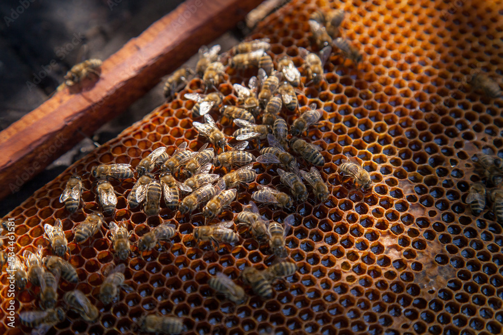 Working bees on the brown honeycomb with sweet honey.. Working bees on the brown honeycomb with sweet honey..
