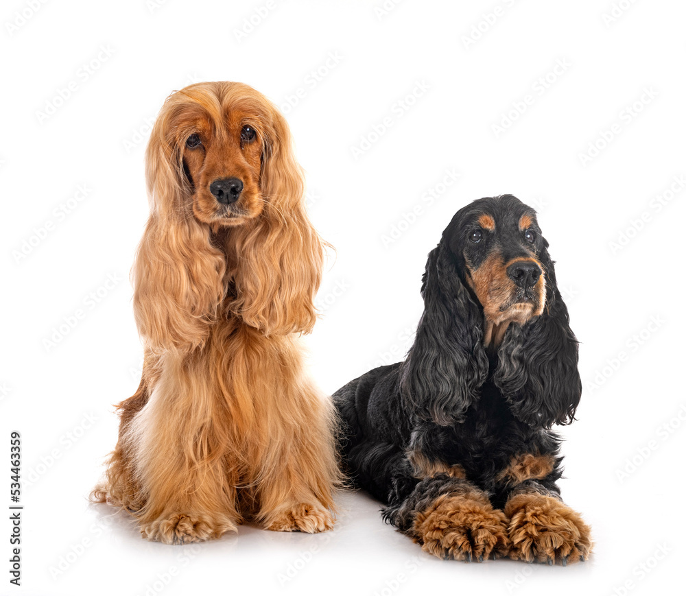 English Cockers Spaniels