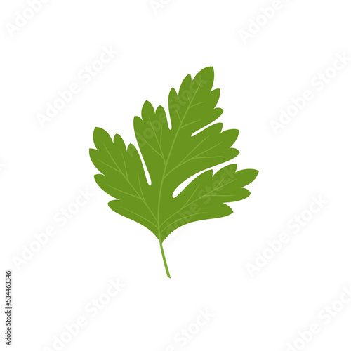Parsley isolated on white background. Aromatic herbs. Vector illustration in flat style.	
