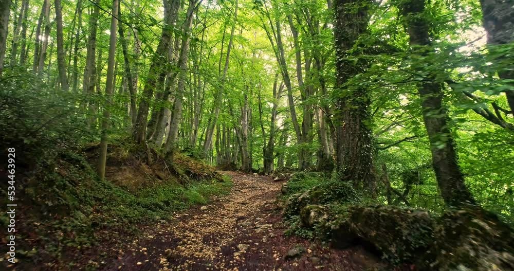 Drone movement forward on a path in the beech forest. Abruzzo, Italy, Europe