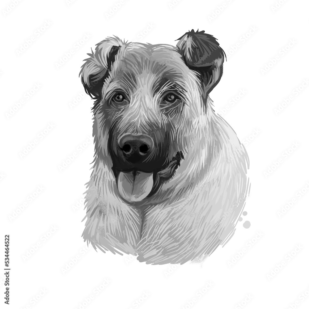 Kangal Dog Kangal Shepherd Dog Sivas Kangal Turkish Kangal