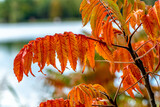 kolorowe li艣cie na drzewie, kolory jesieni