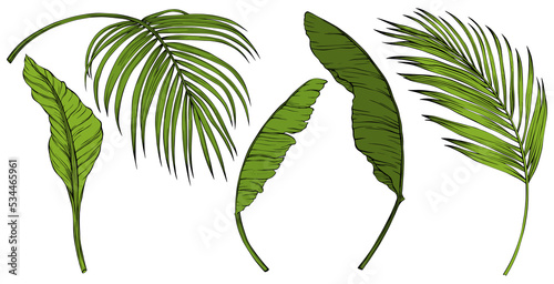 Tropical leaves isolated on white. Hand drawn png illustration. 