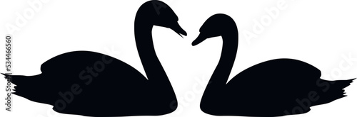 Silhouette of a pair of swans
