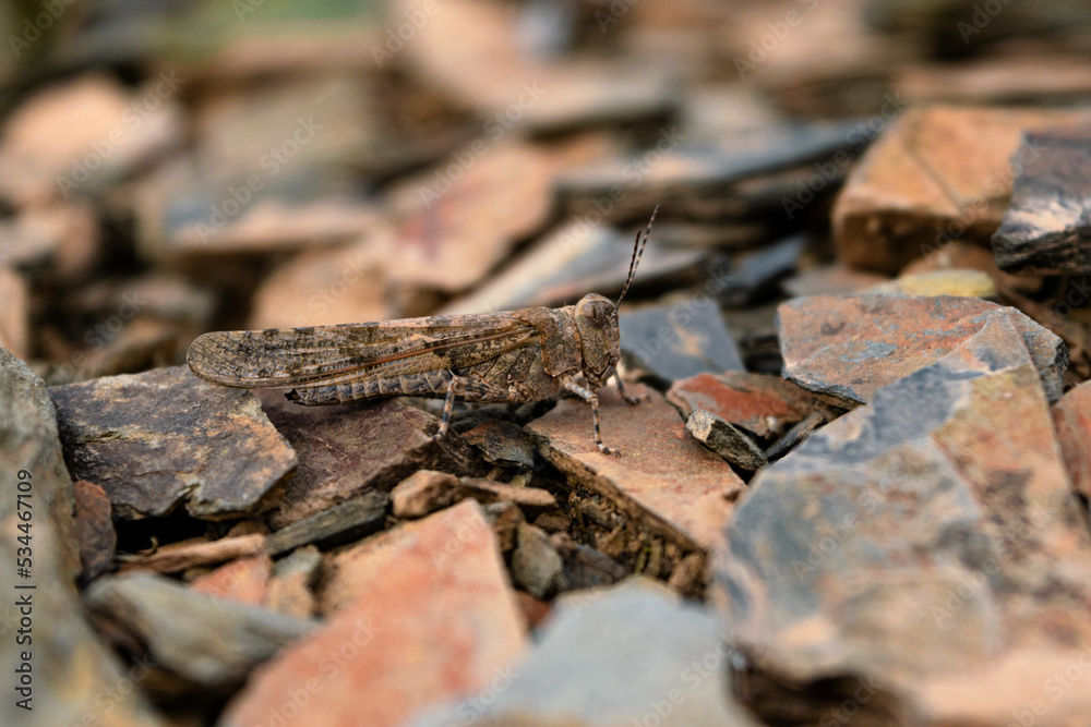 saltamontes de perfil sobre terreno pedregoso en el suelo saltamontes de perfil sobre terreno pedregoso en el suelo