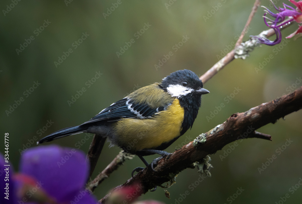 Obraz premium Green-backed Tit
