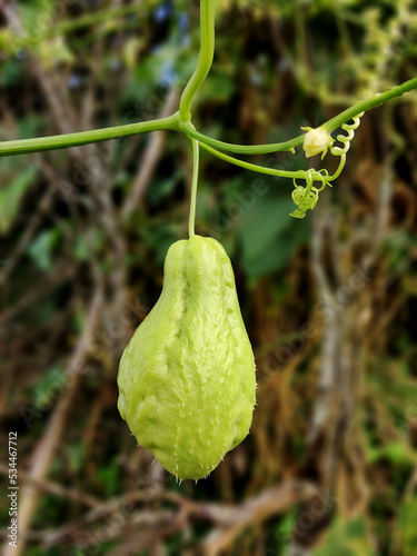 Fotografía Chayote, also known as mirliton and choko. Edible plant.