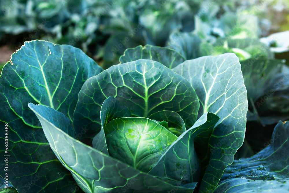 Fototapeta premium Fresh, white cabbage growing in a vegetable garden on a farm.