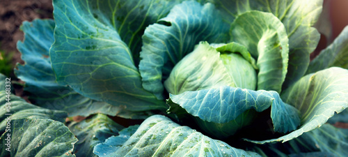 Fényképezés Fresh, white cabbage growing in a vegetable garden on a farm.