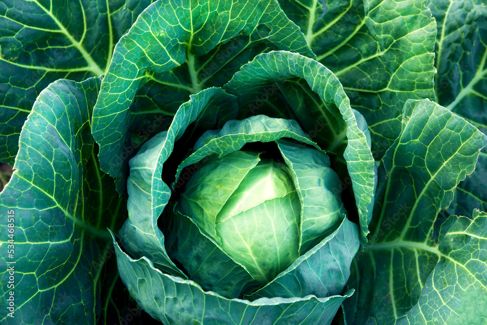Obraz premium Fresh, white cabbage growing in a vegetable garden on a farm.