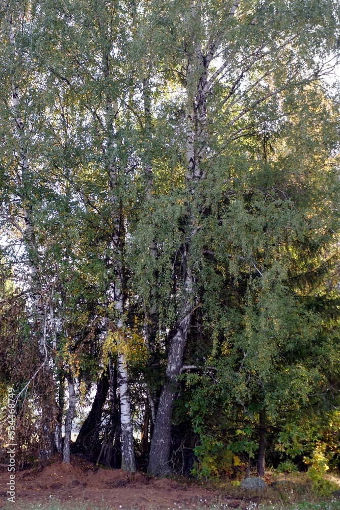Autumn landscape. Tall birch trees on the edge of the forest on the edge of the field. End of September