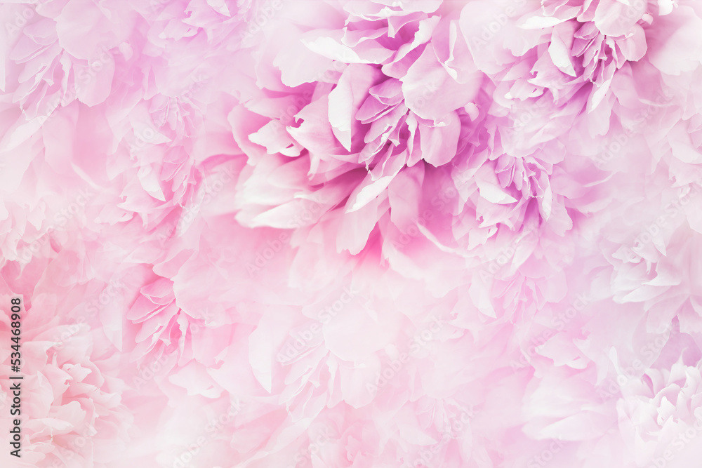 Pink flowers are peonies and petals of peonies.   Floral  background.   Flowers and petals.  Nature.