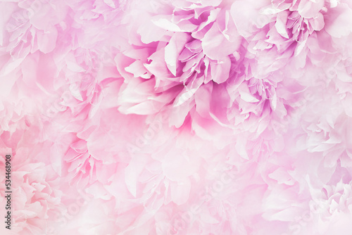 Pink flowers are peonies and petals of peonies. Floral background. Flowers and petals. Nature.