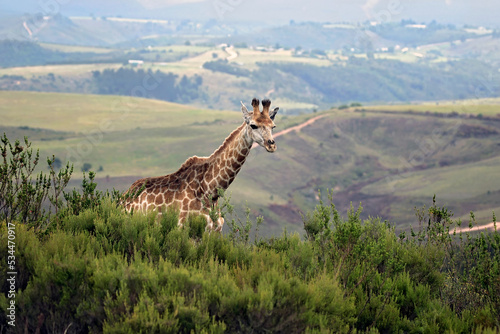 Photography giraffes in the mountains of South Africa
