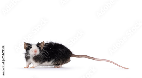 Adorable black with white mouse, standing side ways. Looking towards camera. Isolated on a white background.